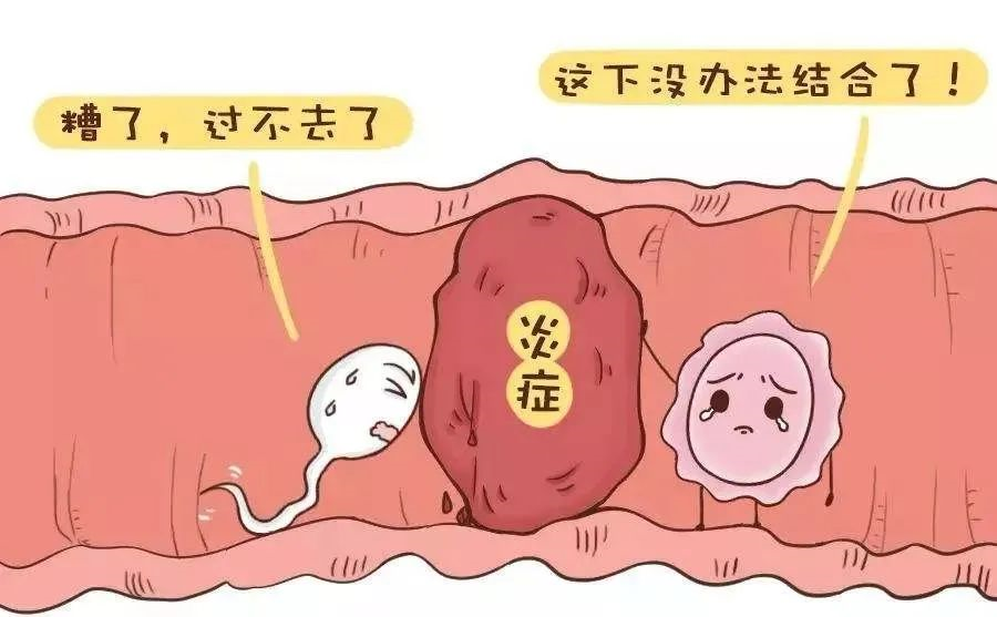 取卵和胚胎移植是试管婴儿必备的手术