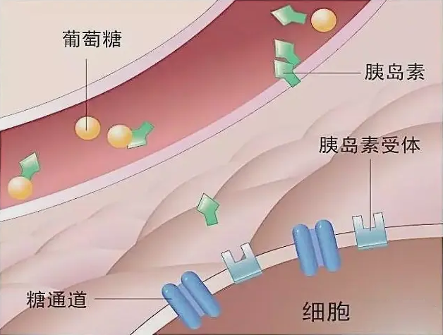 胰岛素抵抗试管成功率高吗