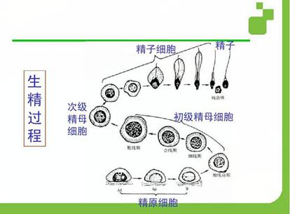 男性的生精细胞包括哪五种细胞组成?