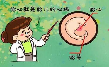 怀孕初期吃什么对胎心胎芽发育好?
