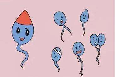 精子畸形率高在91%会导致试管失败吗?胚胎移植前要注意什么?
