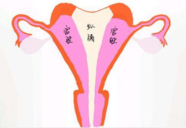 子宫畸形对月经有影响吗?子宫畸形会不会影响生育?