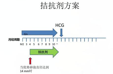 试管取卵太少能成功吗?基础卵泡少做试管适合哪种方案?