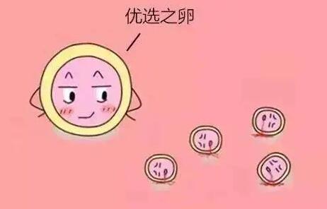 卵泡可以体外培育成熟吗？体外养卵的体外养卵适应症！