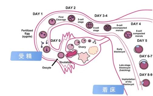 卵泡体外培养会不会成功养熟?养熟成功率是多少?