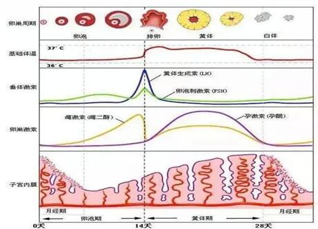 性激素六项是指什么?性激素六项哪项看不孕?