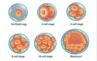 优质囊胚和普通囊胚哪个着床率高?一分钟教你看懂!