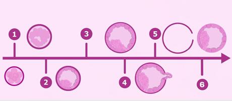 取卵后多久可以移植囊胚?取卵后吃什么有利于卵巢恢复?
