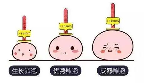 卵泡长不大的原因是什么?卵泡发育不好是什么原因造成的?