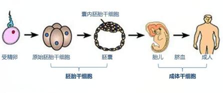 打干细胞能提高卵子质量吗?卵巢干细胞有什么作用揭晓!
