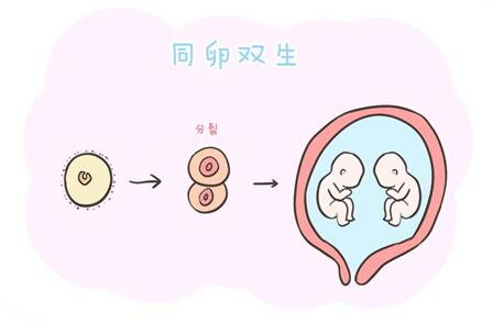 双胞胎是如何形成的?形成双胞胎的因素和风险有哪些?