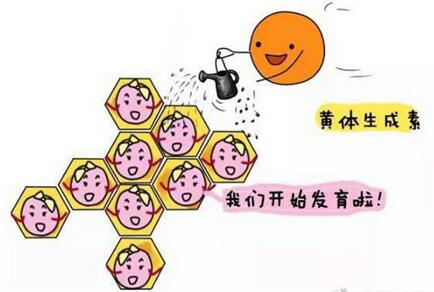 卵泡黄素化做试管用什么方案促排比较好? 