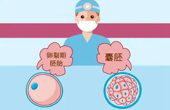 囊胚移植着床需要先"破壳",辅助孵化囊胚移植后多久完成着床?