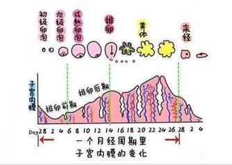 雌二醇低是不是空卵泡?具体原因有这些!