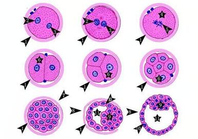 ppos方案一般要攒多少个胚胎?ppos方案胚胎质量!