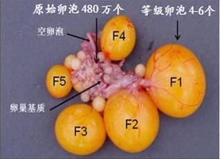 试管婴儿成功率