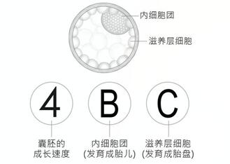 囊胚4bc是什么级别?囊胚4bc着床成功率高不高?