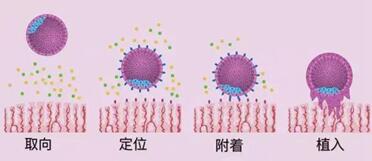 0pn胚胎养成囊胚移植会有啥风险?试管婴儿养成的0pn囊胚质量和等级好不好?