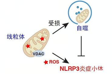 线粒体病患者可以生育吗?线粒体妈妈要怎样怀孕?