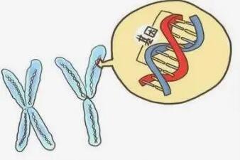 三代试管可避免染色体异常的发生吗?