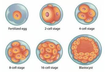 1pn胚胎养成囊胚的关键点是什么?