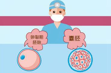 第三代试管婴儿移植时优先选的是鲜胚还是胚囊?