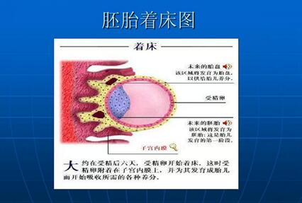 第3天的冻胚着床过程,试管胚胎怎么着床的?