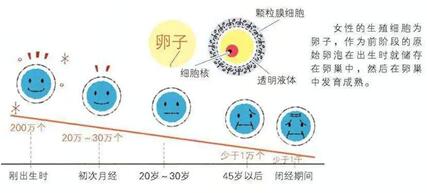 空卵泡对做试管婴儿有影响吗?