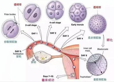 试管胚胎养囊的成功率因人而异,三个影响养囊成功率的因素!