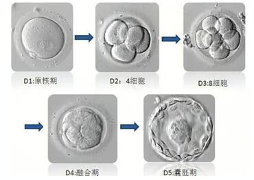 D5冻胚移植成功的关键在等级和质量,移植成功率有高也有低!