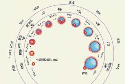 卵泡大小多少算正常?卵泡发育不成熟怎么调理?