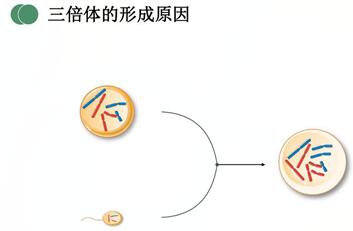 胚胎染色体三倍体是什么原因引起的?