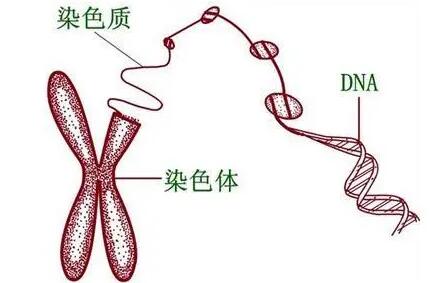 染色体缺失会导致什么?了解之后尽量解决!