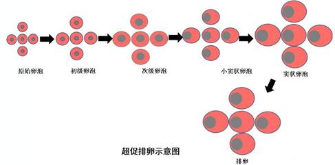 同样的促排方案为什么得卵数量不一样?主要受个人因素影响!