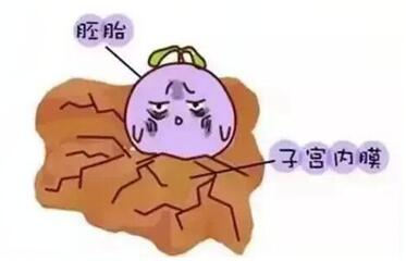2pn胚胎移植成功率高不高,试管1pn和2pn哪个好?