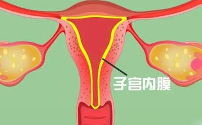 囊胚移植内膜多厚最佳?如果不够可以这么调理!