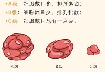 弄清D5冻胚的等级和质量,方可知道移植的成功率高不高!