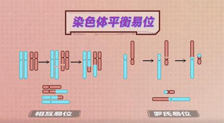 染色体平衡异位怎样提高受孕质量?做好这两点想成功并不难!