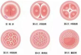 5ab和4ab囊胚有什么区别?身体条件好移植成功率就更高!