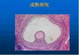 30正常女性基础卵泡正常有几个?基础卵泡不超10个是正常现象!
