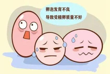 怎样提高卵泡数量和质量?早了解早提高!