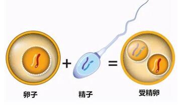 3PN胚胎是精子还是卵子问题?能否移植生孩子得看具体情况!
