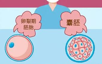 养囊是否成功要看胚胎质量是好还是不好?卵子质量不好说不定也能成功!
