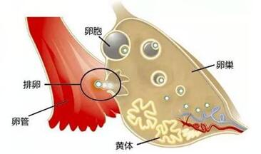 黄体支持治疗是什么意思?有效帮助怀孕流程!