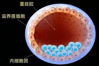 囊胚培养不成功的原因有哪些?