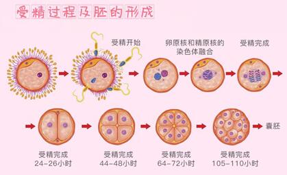 优质胚胎和普通胚胎的区别,不止是质量和成功率有异!