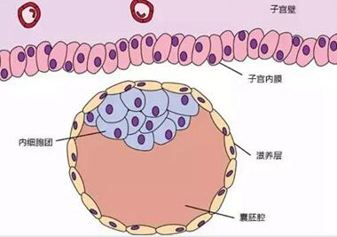 试管囊胚移植生化的原因,多半是这些方面出了问题