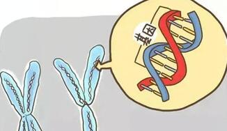 7号染色体异常孩子会得什么病?具体是什么样的?