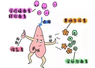 雌二醇的作用是什么?雌二醇是查什么的?