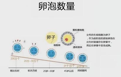 基础卵泡每个月的数量是一样吗?基础卵泡多少个算正常